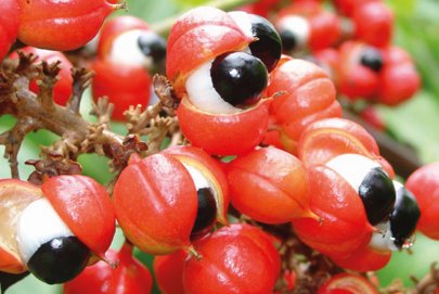 Beneficios del guaraná